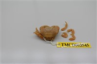 藏品(拉馬克近扇蟹)的圖片